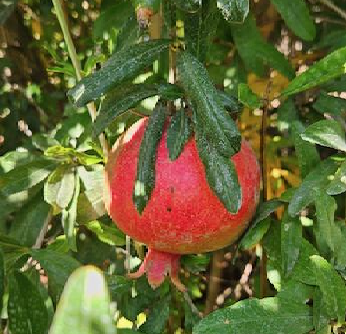 Red Pomegranate ripening on the tree