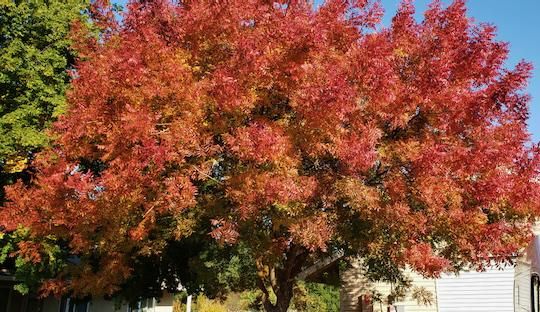 Chinese Pistache tree blooming red in the fall