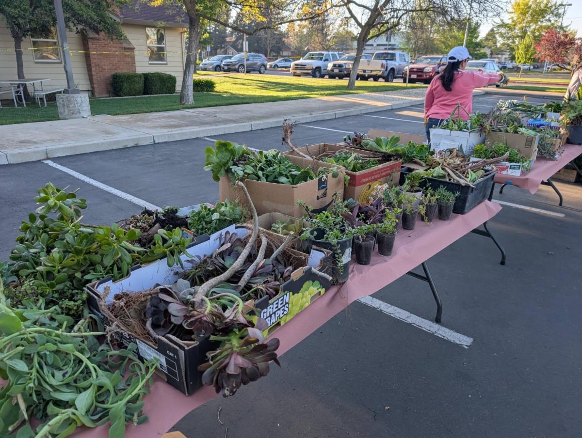 Long Table piled with various donated plants ready for the "TAKE" part of the Annual Merced Grange  Plant Give and Take