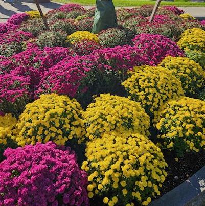 Purple and yellow mums