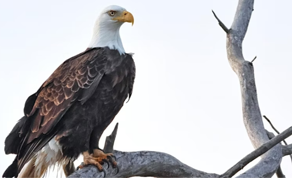 Bald eagle perched on branch at Ottawa National Wildlife Refuge