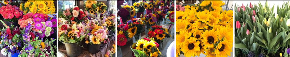 Row of pictures of various flowers and flower arrangements