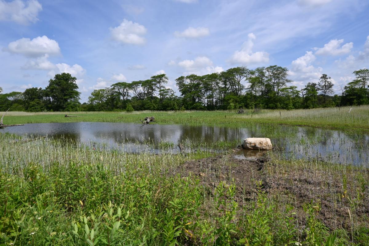 hellbranch meadows h2ohio grant wetland june 2024