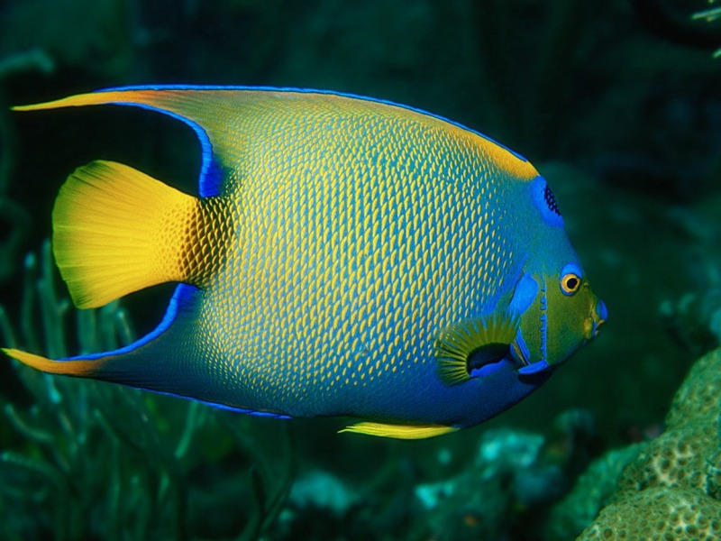 queen angel reef safe