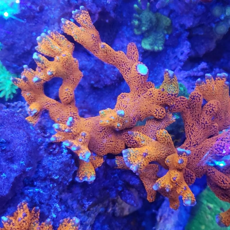Zoa Buy 2 get 1 Free, Inverts restocked!!!