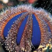Filefish Snack Weekend Specials on Colorful Reef Life!
