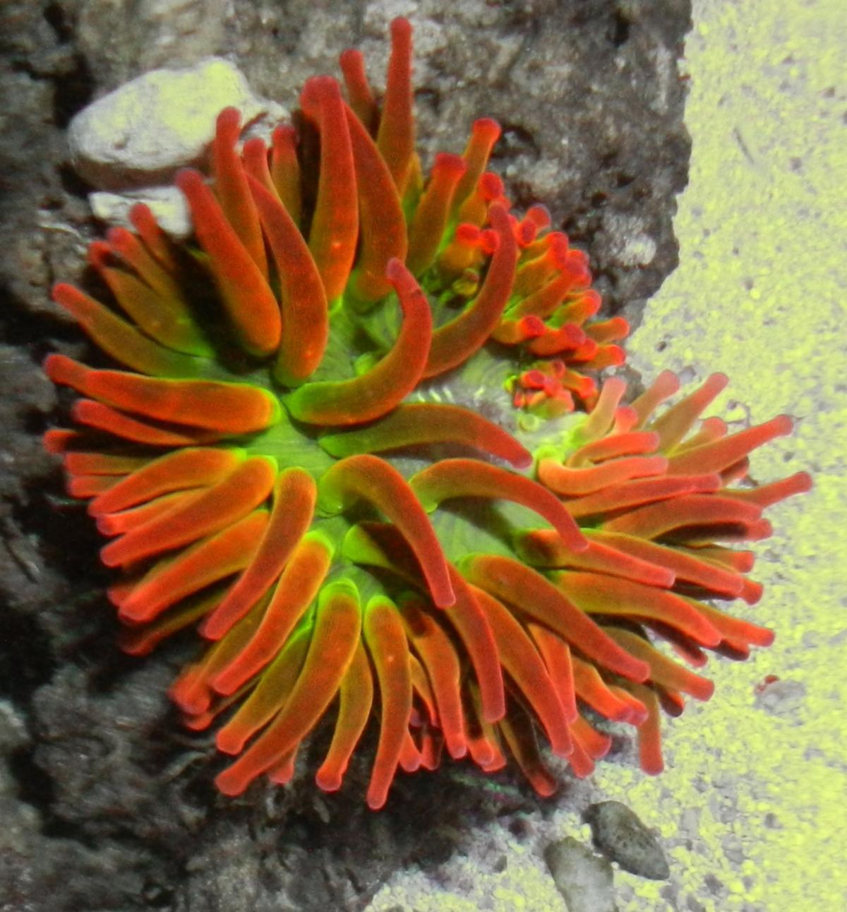 Zoa Buy 2 get 1 Free, Inverts restocked!!!