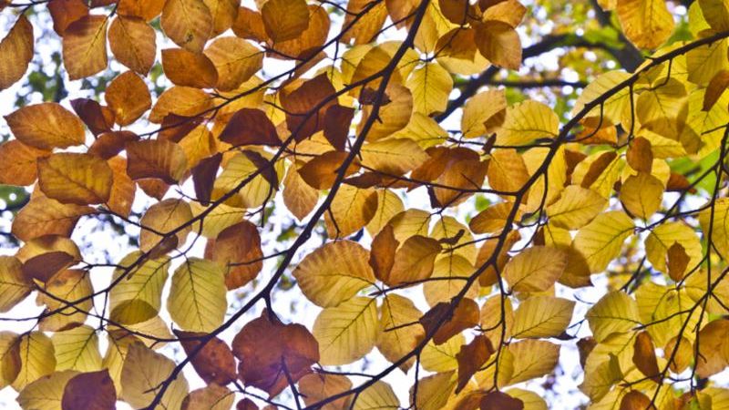 Photo of autumn leaves