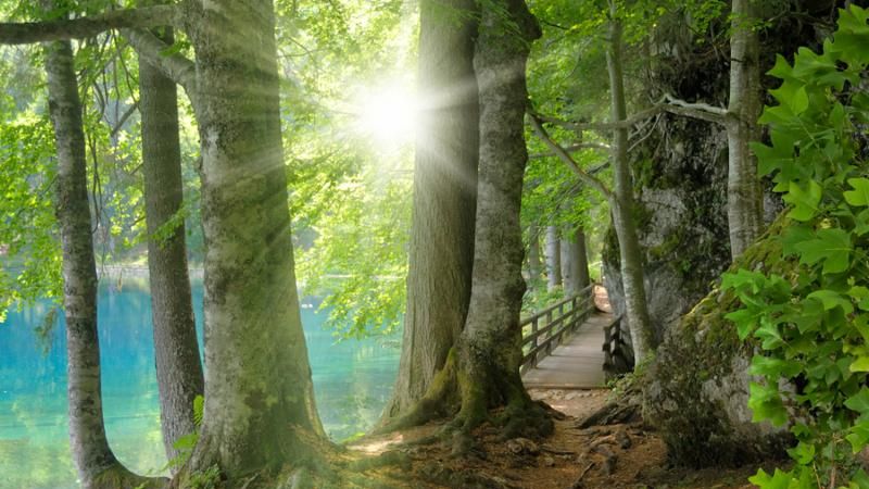 forest_landscape_tree.jpg