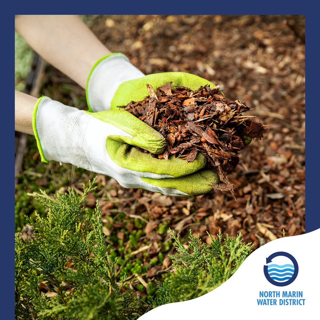 mulch saves water