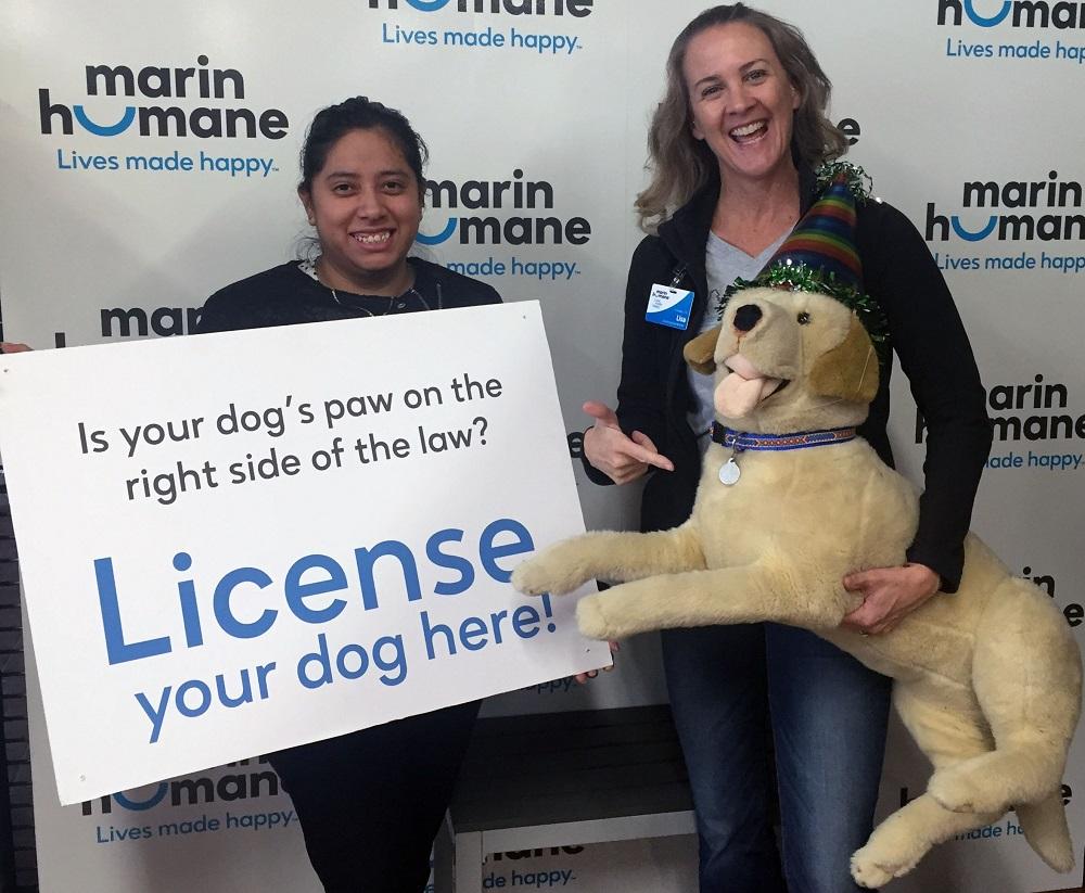 Dog license