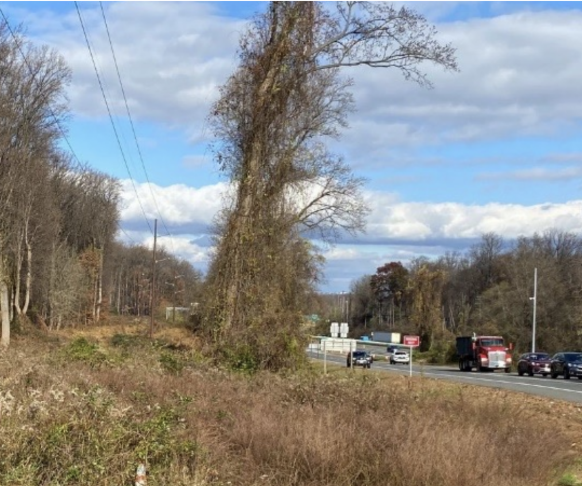 Narrow area of Scottâs Run Nature Preserve to the right of the overhead powerlines where
clearing occurred for the 495 NEXT project