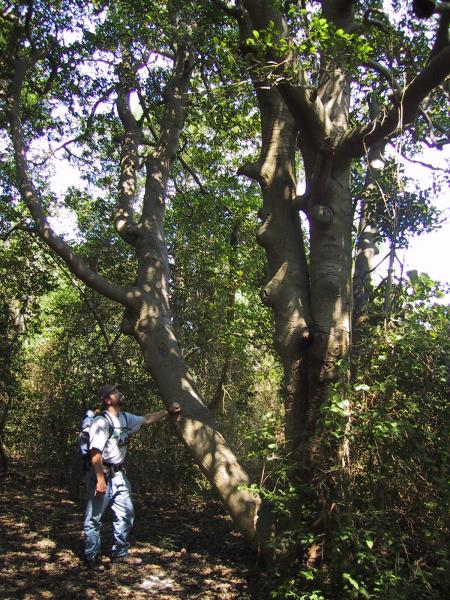 holly forest