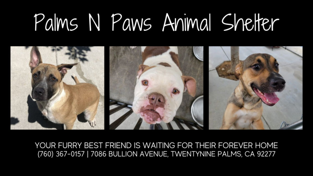 Major Developments Coming to Twentynine Palms