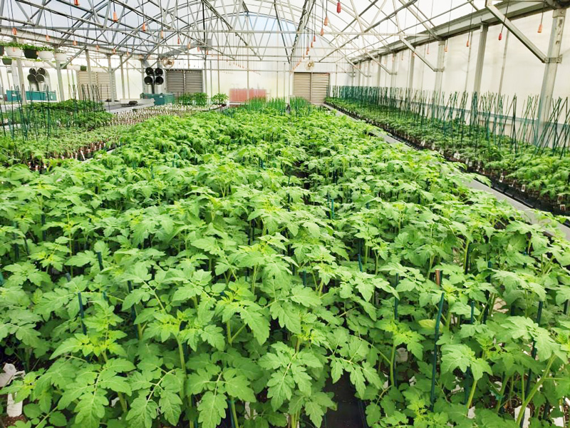 Greenhouse_tomato_plants.jpg