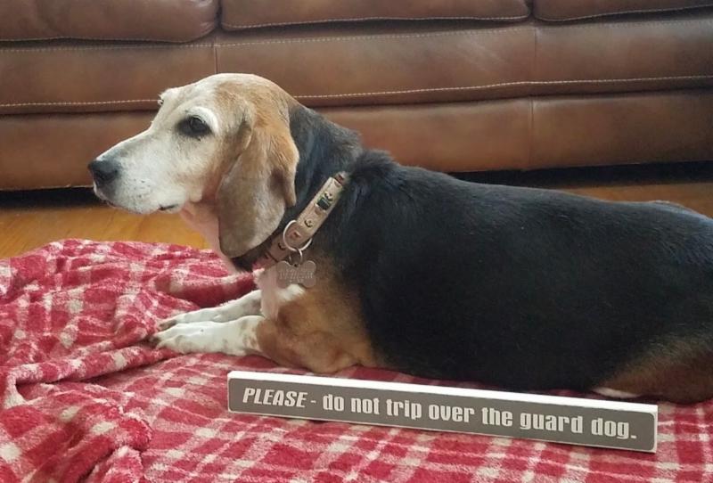 ABC Basset Hound Rescue's Top 10 Moments of 2018 ABC Basset Hound