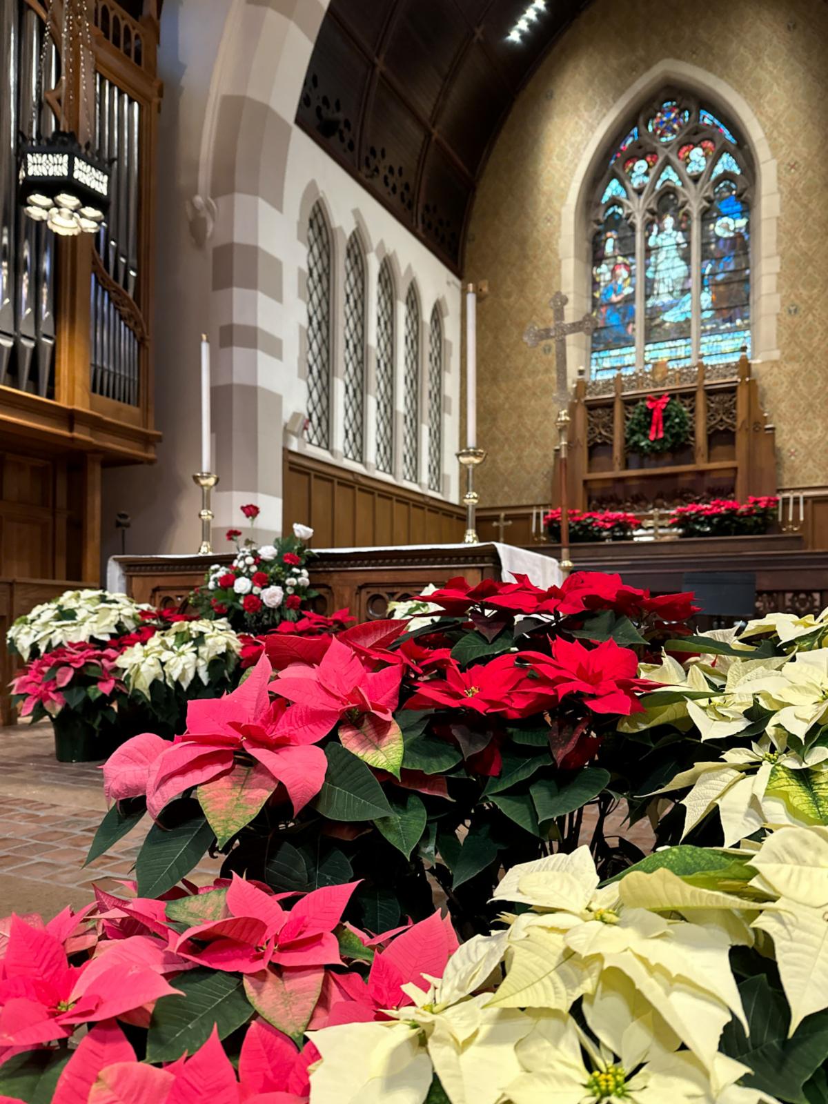 Red and white poinsettias in the church