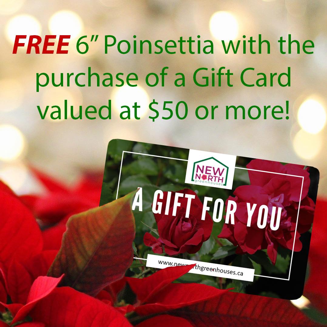 COUNTDOWN TO CHRISTMAS DEALS!