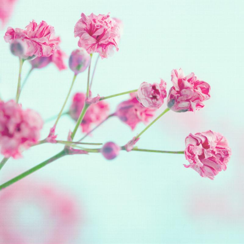 closeup_pink_babys_breath.jpg