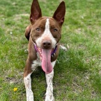 This image of a brown and white Australian cattle dog named Maya links to a webpage with information on Aurora Animal Shelter adoptable animals