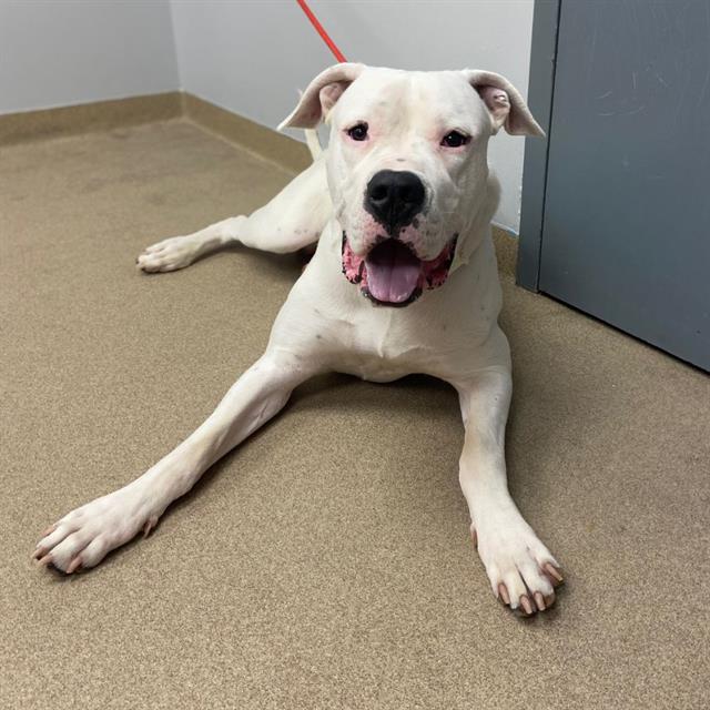This image of a white Dogo Argentino named Hugo links to more information about adoptable animals at the Aurora Animal Shelter