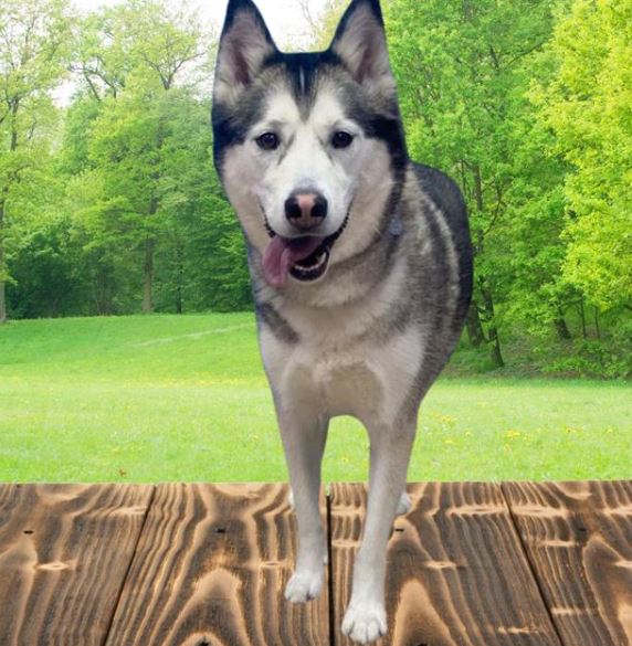 This image of a gray and white Siberian husky named Shadowheart links to a webpage with information on Aurora Animal Shelter adoptable animals