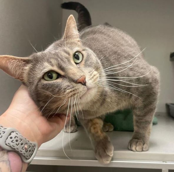 A brown domestic shorthair cat links to the Aurora Animal Shelter adoptable animals webpage