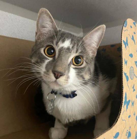 Cat available for adoption with link for more information