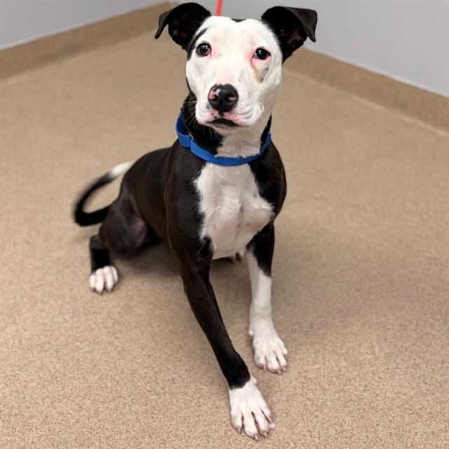 Dog available for adoption with link for more information