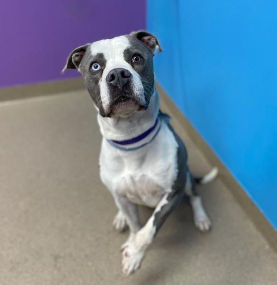 Pit bull terrier links to the Aurora Animal Shelter adoptable animals webpage