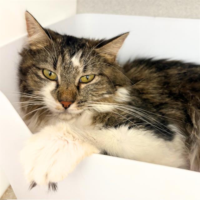 This image of a domestic longhair links to the Aurora Animal Shelter adoptable animals webpage