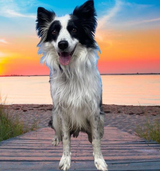 Dog available for adoption and link with more information