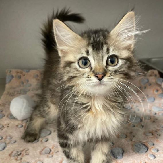 Kitten available for adoption and link with more information