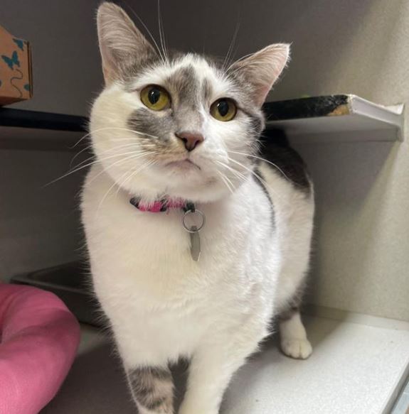 Cat available for adoption with link for more information