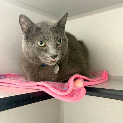 This image of a domestic shorthair links to the Aurora Animal Shelter adoptable animals webpage