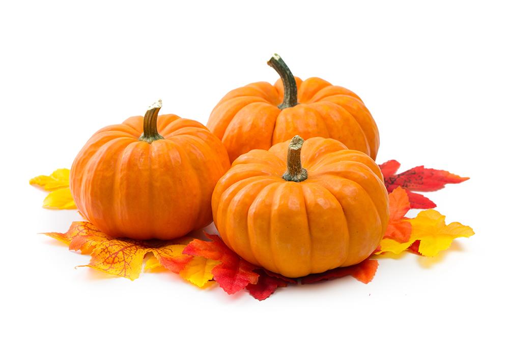 Pumpkins with link to more information about resource fair