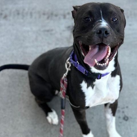 This image of an American Pit Bull Terrier links to the Aurora Animal Shelter adoptable animals webpage