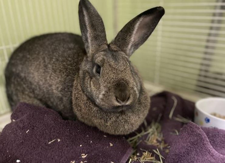 Rabbit available for adoption and link with more information