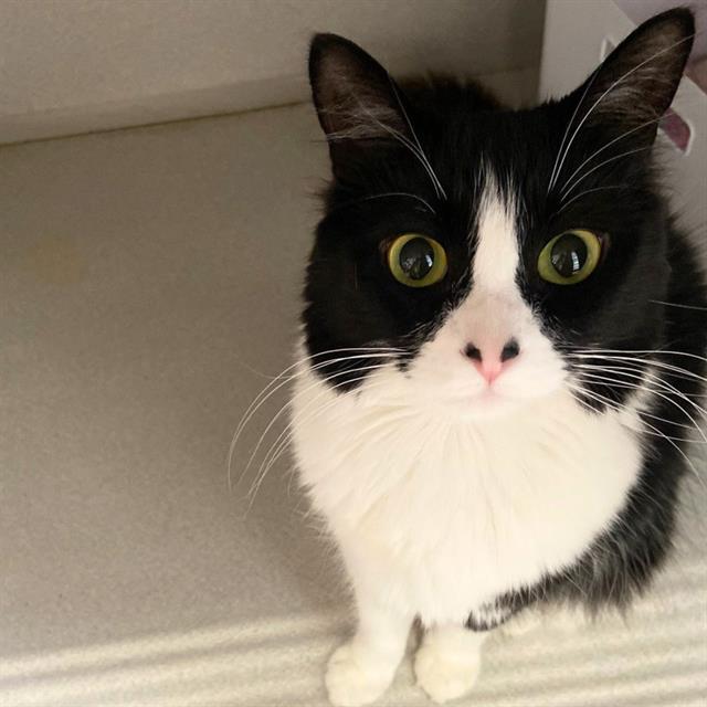 This image of a black and white cat named Layla links to more information about adoptable animals at the Aurora Animal Shelter