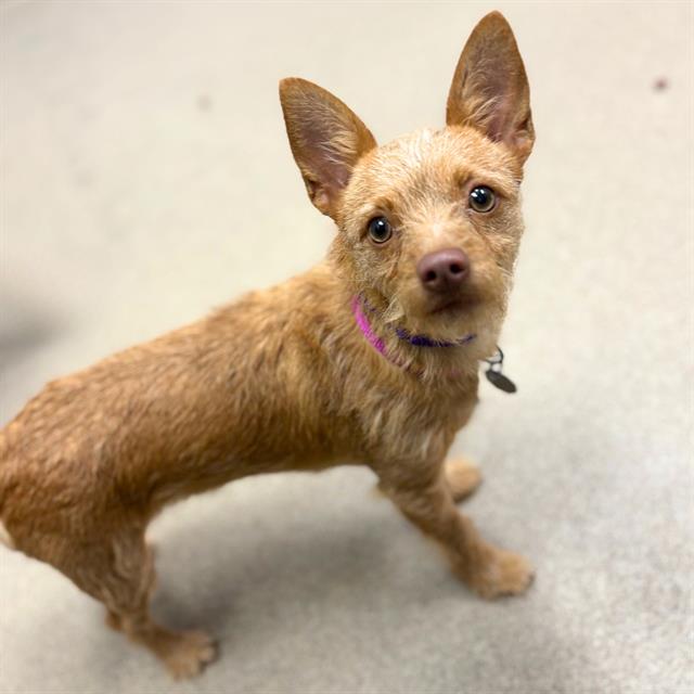 This image of a chihuahua links to the Aurora Animal Shelter adoptable animals webpage