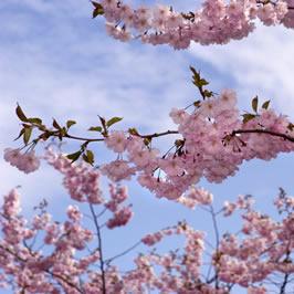 pink-blossoms-tree.jpg