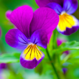 viola_flowers_purple.jpg