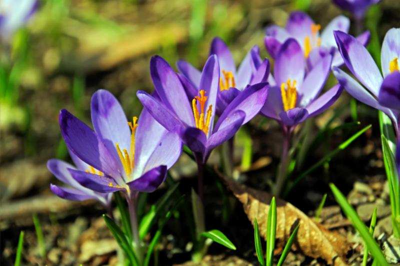 crocus_on_ground.jpg