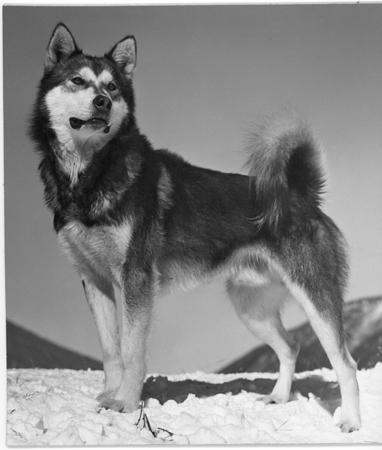  Yukon King _Sgt. Preston of the Yukon filmed at Ashcroft_ from the Toklat Husky Kennels.  Circa 1956