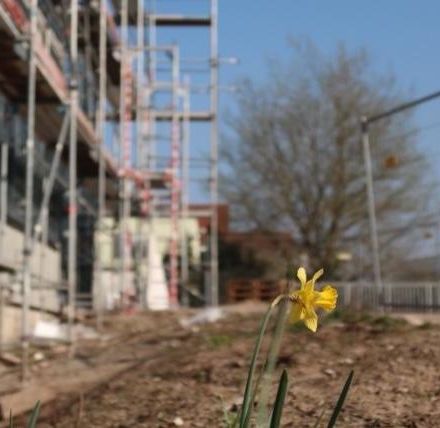 construction daffodil