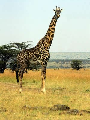 giraffe.jpg