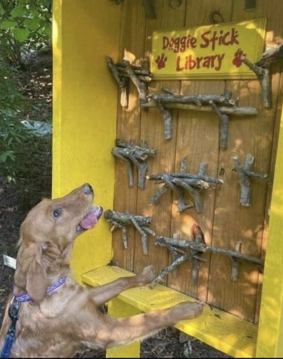 dog stick library 