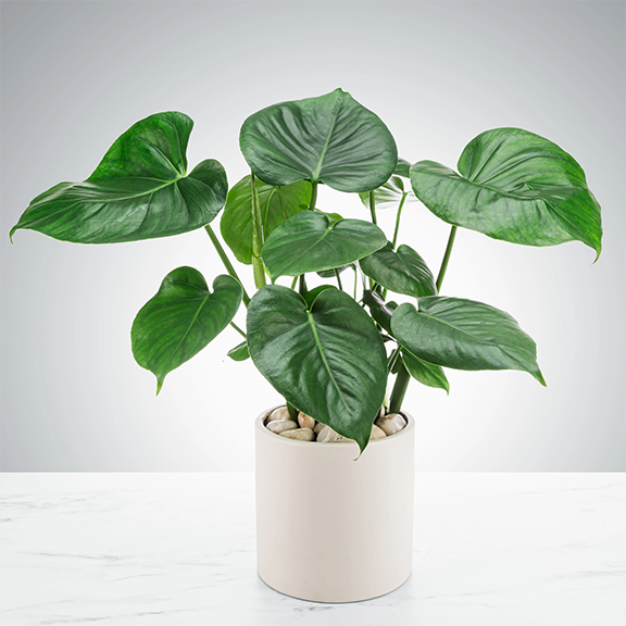 Split Leaf Philodendron houseplant by BloomNation