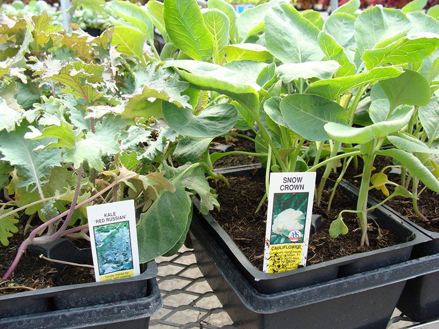 Kale and Cauliflower vegetable starter plants available at Hoffmann Hillermann Nursery and Florist - www.hillermann.com. Staff photo by Diane O.