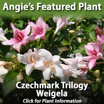 Blooming Czechmark Trilogy Weigela shrub - Angies Featured Plant at Hoffmann Hillermann Nursery and Florist - www.hillermann.com. Staff photo by Diane O.